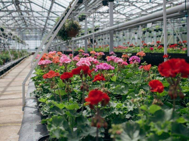 Cómo preparar tu jardín para la primavera