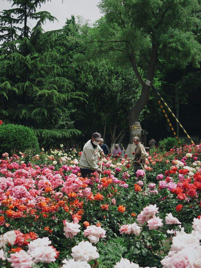 Jardines del Sol Verde 9